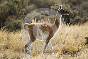 Adult Guanaco among grass in patagonia photo