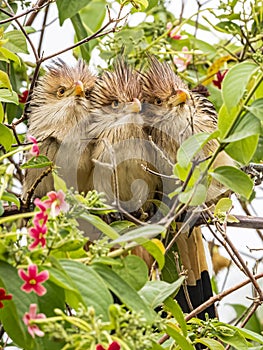 Adult Guira Cuckoo