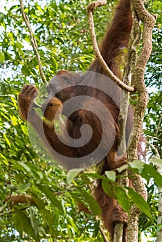 Adult hairy orangutan hanging from the branches Bohorok, Indone photo