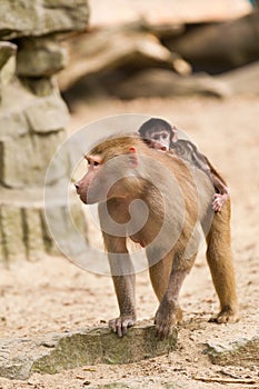 Adult hamadryas baboon with baby