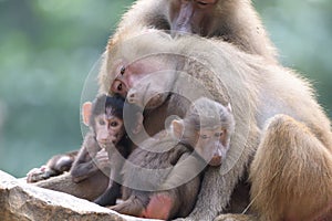 An adult Hamadryas Baboons hugging a pair of Juveniles