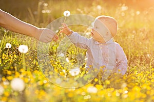 Adult hand holds baby dandelion at sunset Kid sitting in a meadow Child in field Concept of protection Allergic to flowers pollen