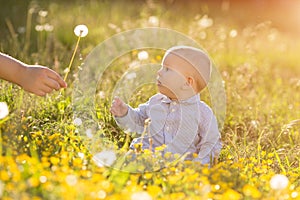 Adult hand holds baby dandelion at sunset Kid sitting in a meadow Child in field Concept of protection Allergic to flowers pollen