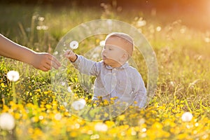 Adult hand holds baby dandelion at sunset Kid sitting in a meadow Child in field Concept of protection Allergic to flowers pollen