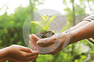 Adult hands holding seedling tree given to children`s hands