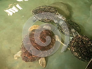 Adult harmed turtles swimming in water tank at turtle wildlife rescue center in Sri Lanka