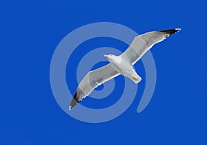 Adult Herring Gull (Larus Argentatus) flies in blue sky