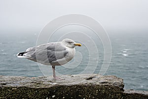 Adult herring gull, larus argentatus, perched on a wall during Storm Agnes, Dunmore Head, Dingle, Co Kerry, Ireland