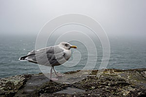 Adult herring gull, larus argentatus, perched on a wall during Storm Agnes, Dunmore Head, Dingle, Co Kerry, Ireland