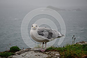 Adult herring gull, larus argentatus, perched on a wall during Storm Agnes, Dunmore Head, Dingle, Co Kerry, Ireland