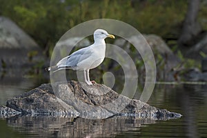 Adult Herring Gull perched on a rock - Ontario, Canada