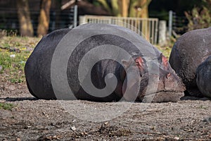 Adult hippos lounging side by side on a sandy riverbank in Africa