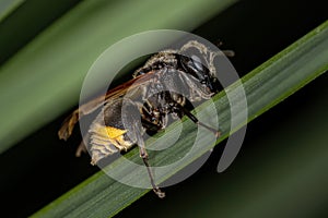 Adult Honey Wasp