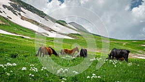 Adult horses graze in alpine meadows. Nearby are small foals.