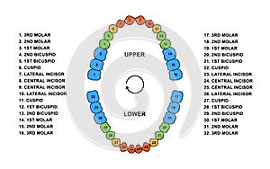 Adult human teeth dentition anatomy. Adult upper and lower jaw parts - molar, bicuspid, cuspid and incisor teeth