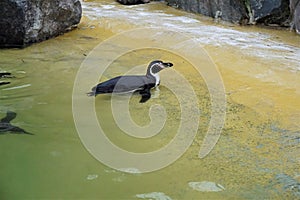 Adult Humboldt penguin chilling in pool