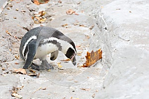 Humbolt penguin looking at a leaf photo