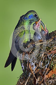 Adult hummingbird feeding two chicks in the nest, Green Violet-ear, Colibri thalassinus, Savegre, Costa Rica