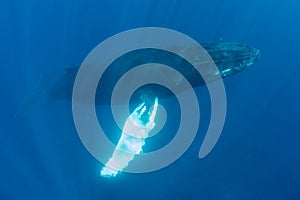 Adult Humpback Whale in Clear, Sunlit Water