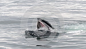 Adult Humpback Whale surface lunge feeding, Antarctic Peninsula