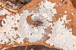 Adult Humpbacked Fly