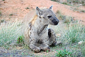 Adult Hyena peacefully resting by the side of a road photo