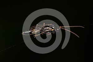 Adult Ichneumonid Wasp