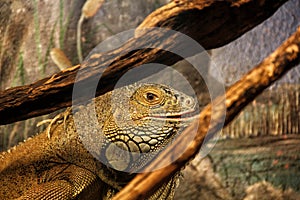 Adult Iguana in a terrarium