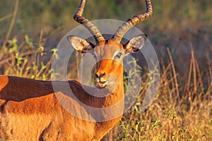 Adult Impala male