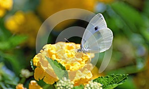 Adult of the imported cabbage worm, Pieris rapae.