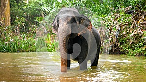 Adult indian elephant crossing small river in tropical jungle forest on Sri Lanka