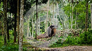 Adult indian elephant walking in wild tropical jungle forest and eating leaves