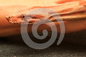 Indian python closeup on a black background