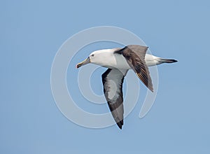 Adult Indian Yellow nosed Albatross