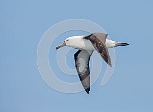 Adult Indian Yellow nosed Albatross photo