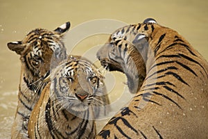 Adult Indochinese male tiger growls to the female.