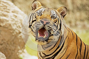 Adult Indochinese tiger.