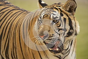 Adult Indochinese tiger.