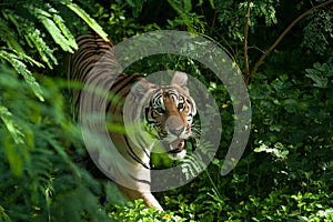 Adult Indochinese tiger.