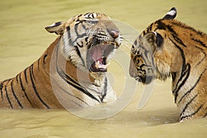 Adult Indochinese tigers fight in the water.