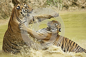 Adult Indochinese tigers fight in the water.