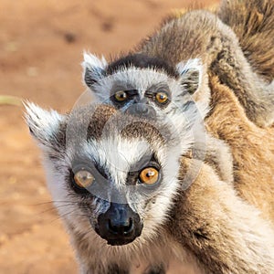 Adult And Infant Ring Tailed Lemur