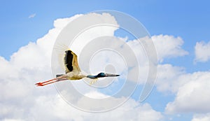 Adult Jabiru in flight