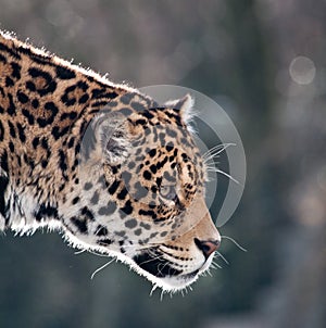 Adult jaguar photo
