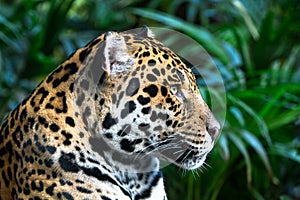 An adult jaguar Panthera onca