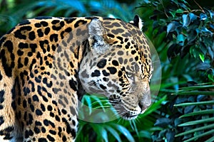 An adult jaguar Panthera onca