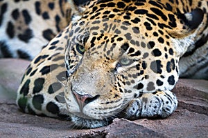 An adult jaguar Panthera onca resting