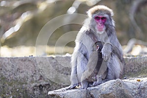 Adult Japanese Macaque at Arashiyama Monkey Park Iwatayama in Kyoto, Japan