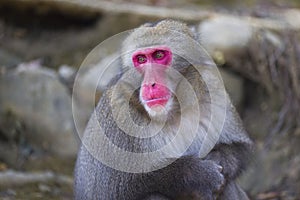 Adult Japanese Macaque Chimpanzee at Arashiyama Monkey Park Iwatayama in Kyoto, Japan