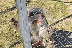 Adult Japanese macaque in the zoo in a cage.